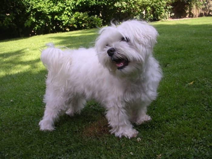 bichón maltés