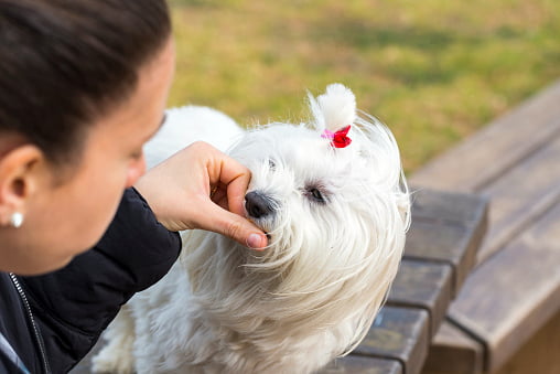 bichón maltés comiendo una recompensa