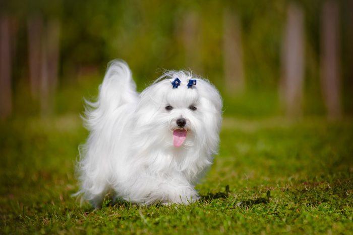 bichon maltes trotando sobre césped