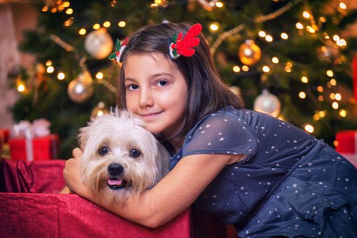 bichon maltes el mejor regalo para niña
