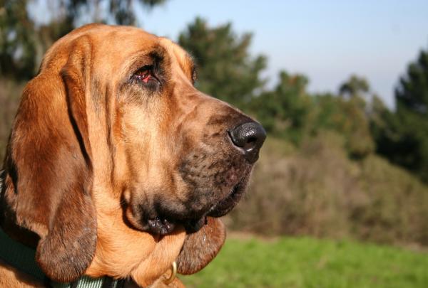 bloodhound