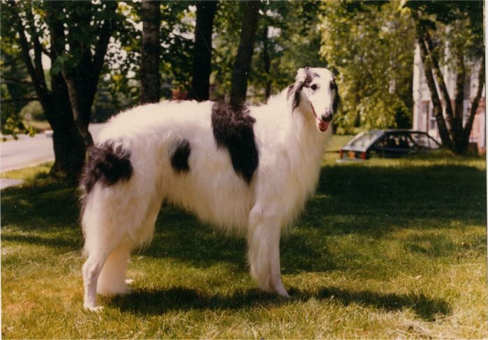 borzoi de paseo en un parque