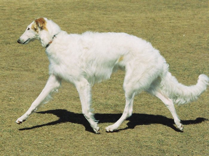borzoi trotando sobre césped