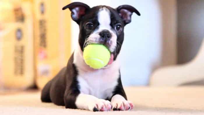 boston terrier
