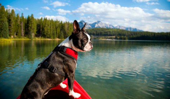 boston terrier paseando en kayak
