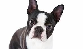 razas de perros pequeños boston terrier