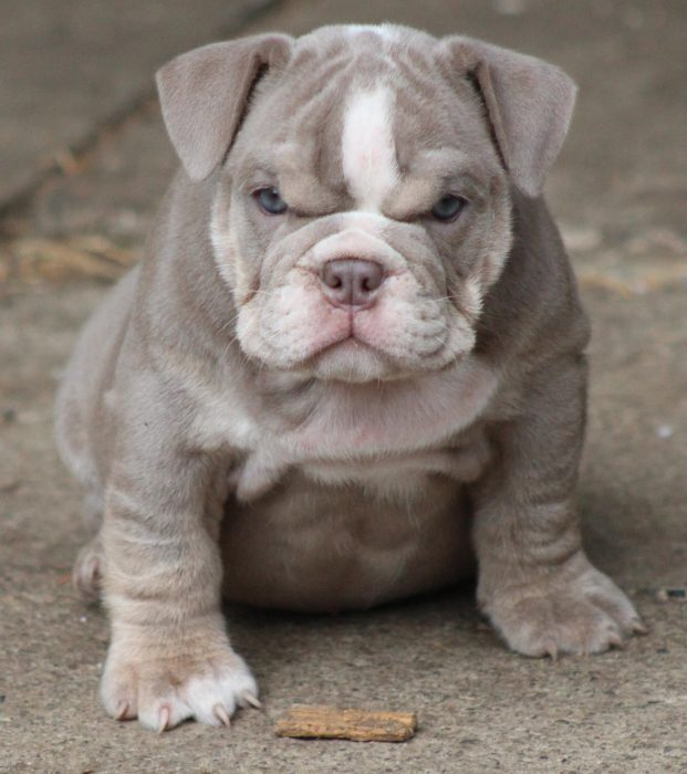 bulldog