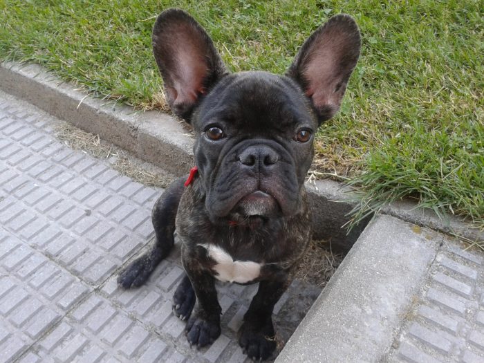 bulldog frances