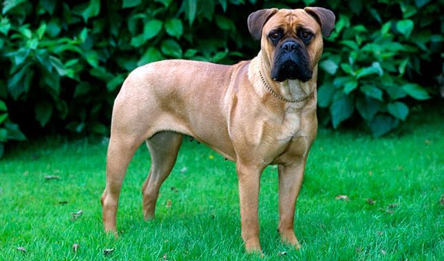 bullmastiff