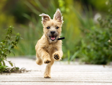 cachorro cairn terrier corriendo