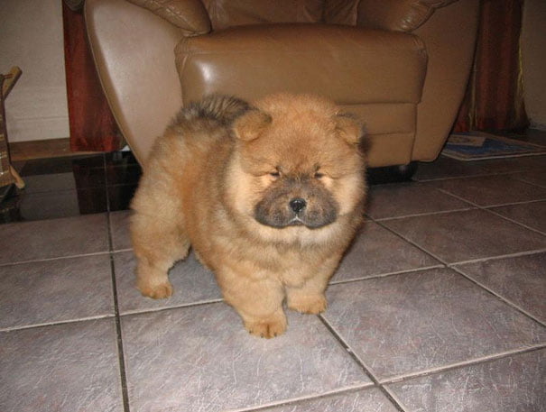 cachorro Chow Chow uno de los perros medianos peludos mas antiguos del mundo