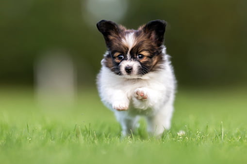 cachorro papillon corriendo