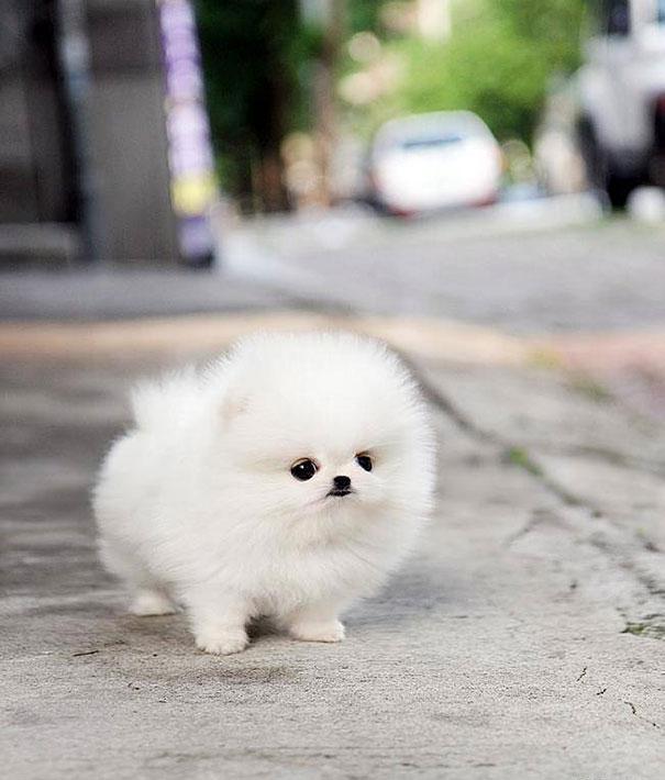 cachorro pomerania blanco uno de los perros pequeños peludos más populares del mundo