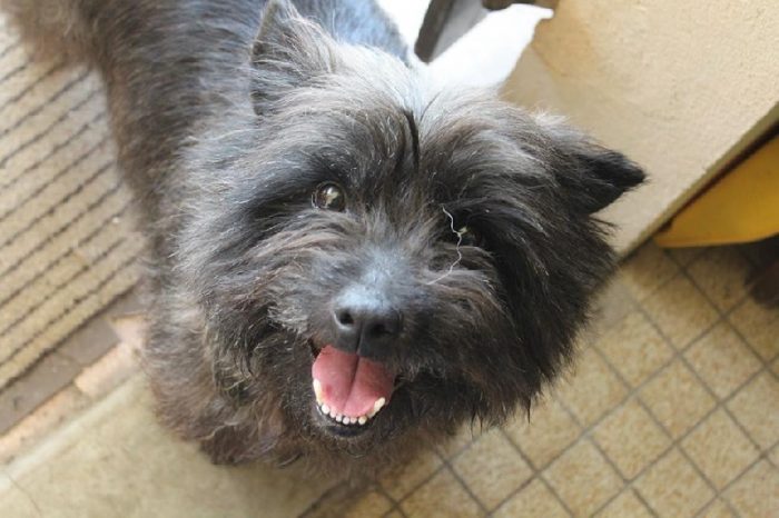 cairn terrier razas de perros pequeños negros