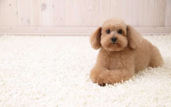 caniche miniatura poodle toy sobre alfombra