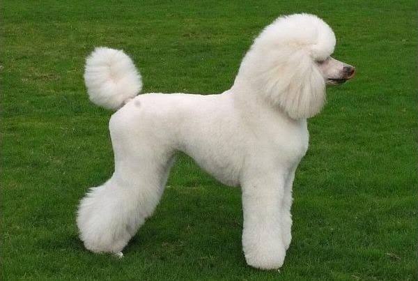 caniche o poodle