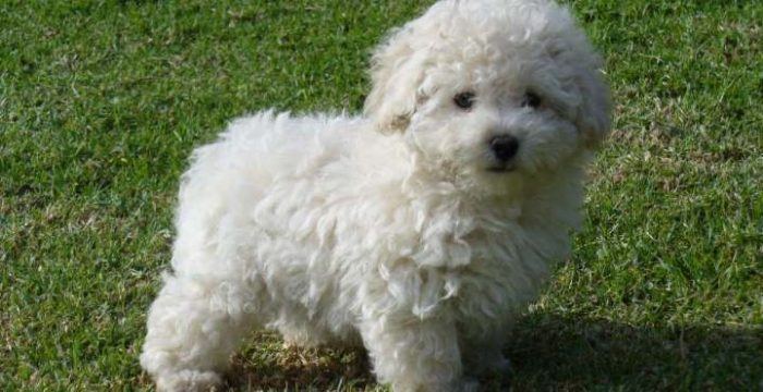 caniche poodle