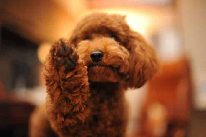 caniche poodle toy saludando