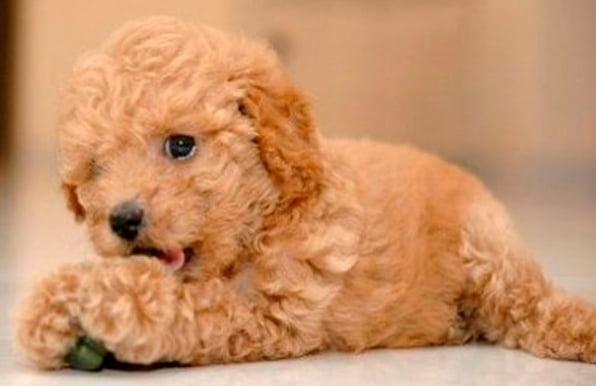 caniche poodle toy