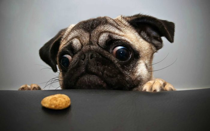 carlino o pug mirando una galleta