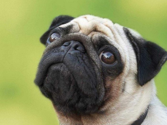 carlino pug