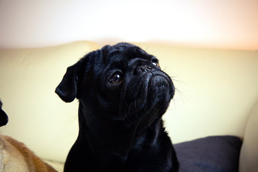 carlino pug negro