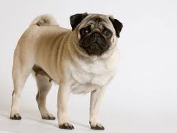 razas de perros pequeños carlino pug