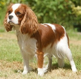 razas de perros pequeños cavalier king charles spaniel