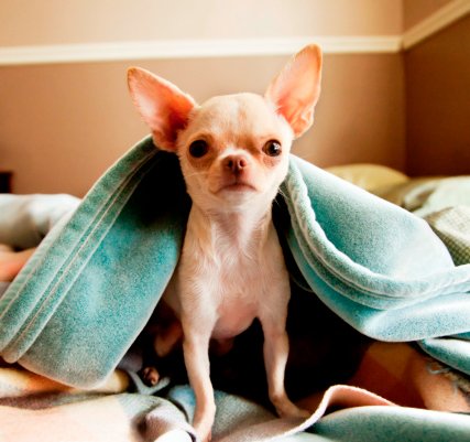 chihuahua bajo una frazada