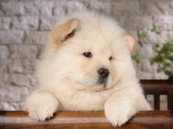 chow chow