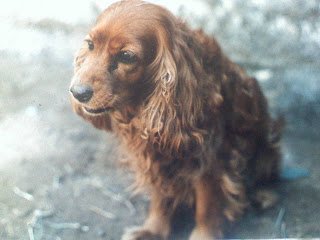 cocker spaniel