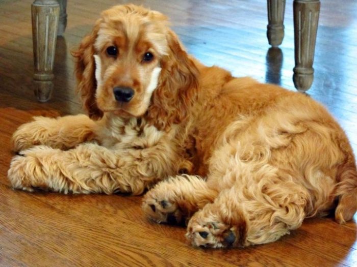 cocker spaniel
