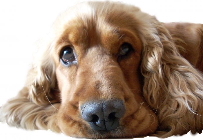 cocker spaniel