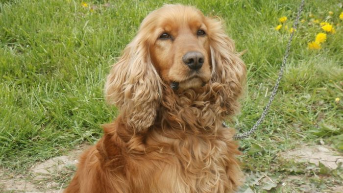 cocker spaniel