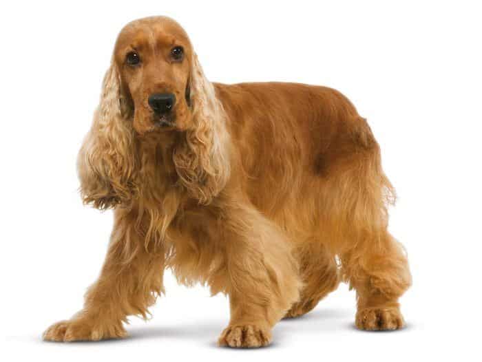 cocker spaniel ingles