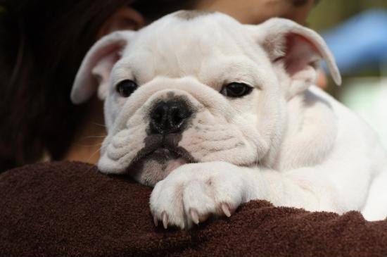 bull dog como elegir un perro ingles