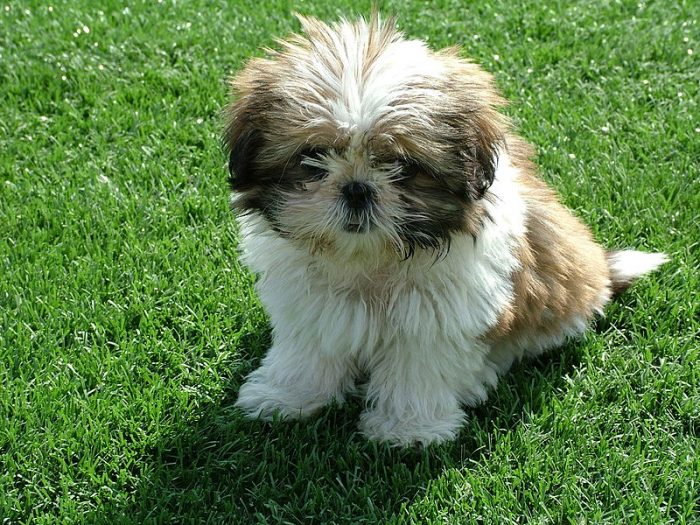 consejos al tener un perro peludo