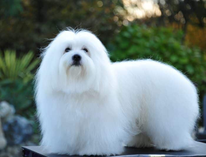 coton de tulear razas de perros pequeños blancos