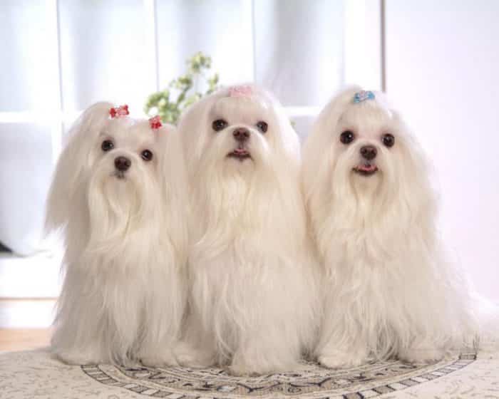 bichón maltés - cual perro peludo regalar a mi hija