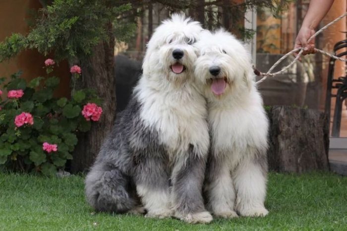bobtail - viejo perro de pastor ingles - cual perro peludo regalar a mi hijo