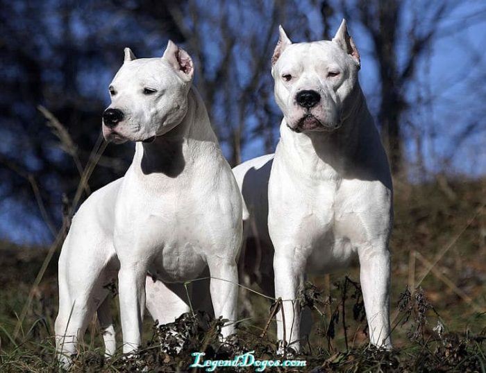 cual raza de perro agresivo es mejor