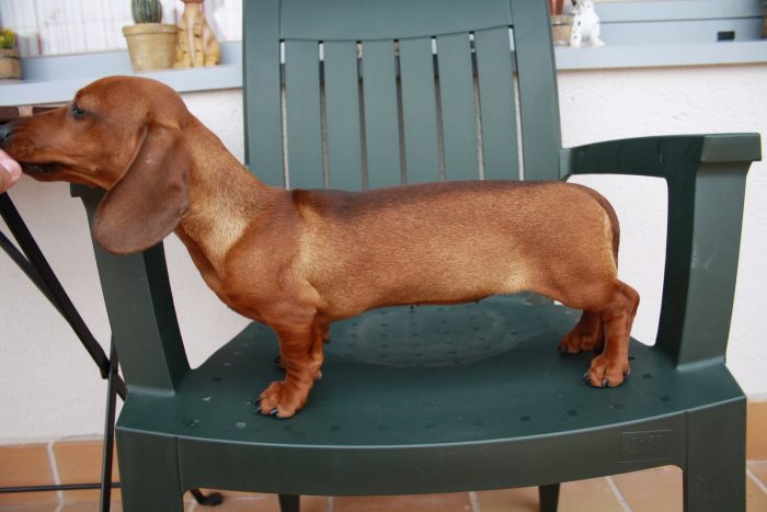 dachshund perro salchicha