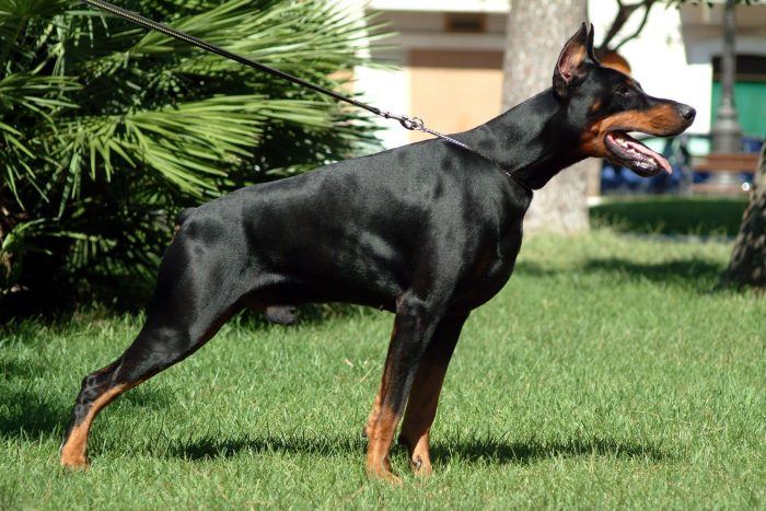 dobermann