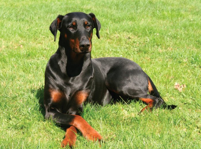 dobermann descansando sobre césped