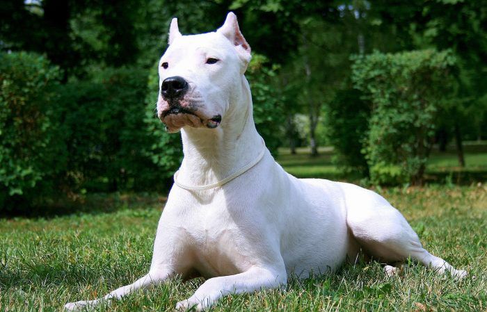 dogo argentino