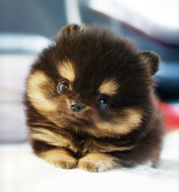 el cachorro pomerania mas adorable del mundo después de Boo