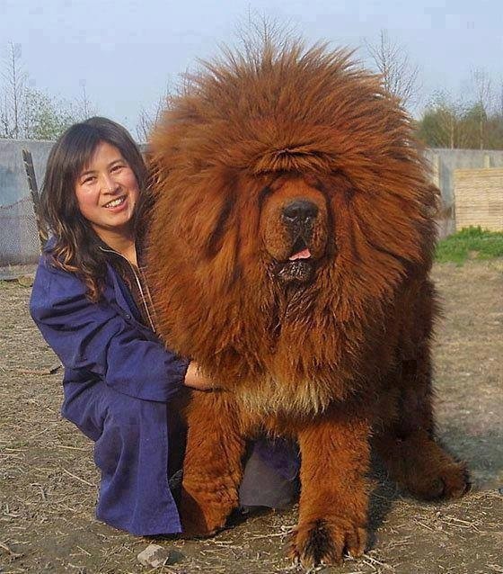 el majestuoso dogo del tibet en 2011 se vendio un ejemplar en 1 millon y medio de dólares