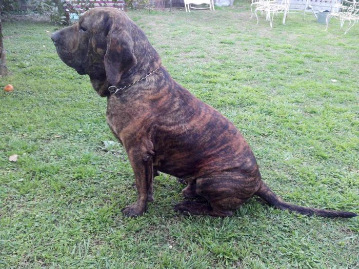 fila brazileiro sentado sobre sus cuartos traseros en un jardin