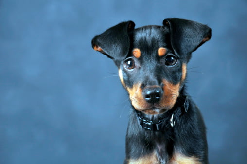 foto de estudio de un pinscher miniatura