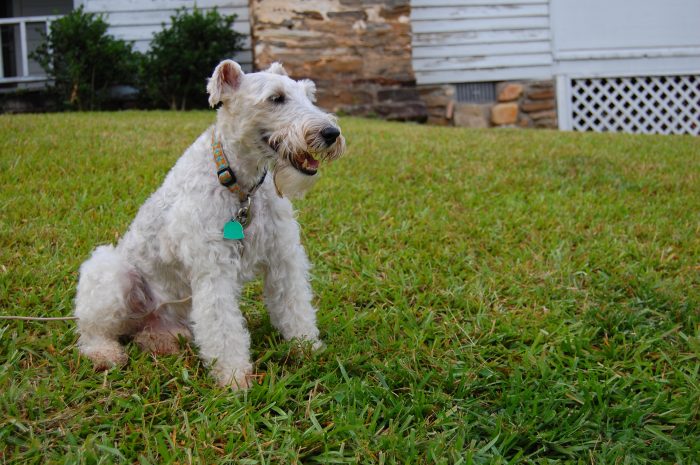 fox terrier